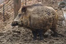 Харківський зоопарк - зимові фото самотніх тварин харківський
