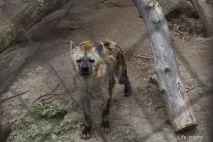 Харківський зоопарк - зимові фото самотніх тварин зоопарк