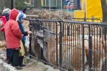 Харківський зоопарк - зимові фото самотніх тварин харківський