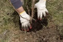 Яблуня Папірування посадка, фото та опис сорту, відгуки папірування