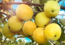 Яблуня Папірування посадка, фото та опис сорту, відгуки фото