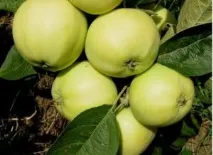 Яблуня Папірування посадка, фото та опис сорту, відгуки посадка