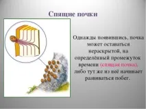 Яблуня Папірування посадка, фото та опис сорту, відгуки посадка