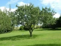 Яблуня Папірування посадка, фото та опис сорту, відгуки фото