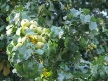 Яблуня Папірування посадка, фото та опис сорту, відгуки опис