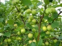 Яблуня Папірування посадка, фото та опис сорту, відгуки папірування