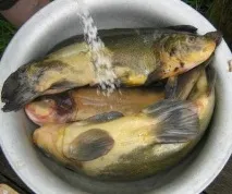 Заливне з линя заливне