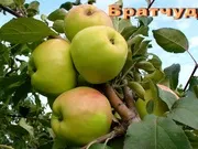 Зимові сорти яблук – Сайт sagenci! зимові