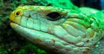 Зоопарк у Барселоні (22 фото, інформація, ціни, відгуки) зоопарк