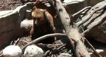 Зоопарк у Барселоні (22 фото, інформація, ціни, відгуки) барселоні