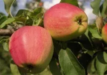 Зимові сорти яблунь длясередньої смуги України Антонівка, Уелсі, Ренет золотий та інші, опис, зимові