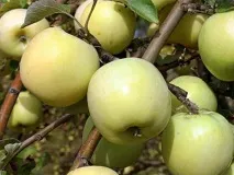 Зимові сорти яблунь длясередньої смуги України Антонівка, Уелсі, Ренет золотий та інші, опис, сорти