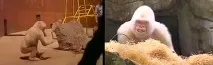 Зоопарк у Барселоні (22 фото, інформація, ціни, відгуки) фото