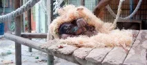 Зоопарк Барселони як доїхати, вартість квитків, відгуки зоопарк