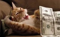 10 корисних порад котовласникам, Котяче царство котовласникам