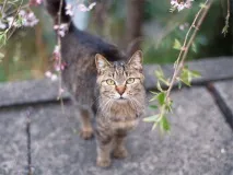 10 корисних порад котовласникам, Котяче царство корисних