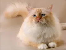 10 корисних порад котовласникам, Котяче царство порад