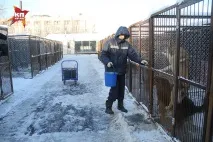 250 бездомних собак та 30 кішок поселяться у новому притулку у Нижньому Новгороді собак
