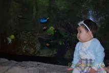 провести