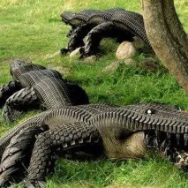 50 цікавих ідей для дачі, або Куди подіти непотрібні речі дачі