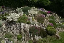 Альпійська діалектика - Вісник квітника вісник