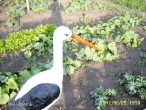 Лелека своїми руками, Країна Майстрів лелека