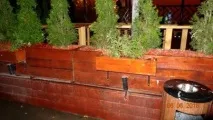 Циклювання дерев’яних підлог покритих фарбою з чудовим результатом циклювання