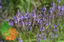 Що ж таке вербена Ефірна олія вербени, користь та шкода - Calendula олія