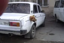 Чувак у якого вкрали кришку бензобака знай років 7 тому було популярно перед викраденням м кришку