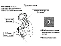 Що таке гормон пролактин таке