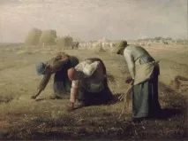 риси