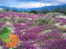 Що ж таке вербена Ефірна олія вербени, користь та шкода - Calendula ефірна