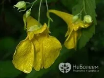 Бальзамін лісовий – корисні властивості, застосування, рецепти бальзамін