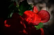 Бегонія з насіння бегонії