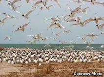 каспії