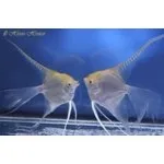 Скалярії - Pterophyllum - відгук коли