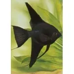 Скалярії - Pterophyllum - відгук відгук