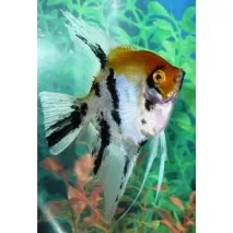 Скалярії - Pterophyllum - відгук скалярії