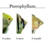 Скалярії - Pterophyllum - відгук відгук