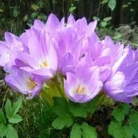 colchicum