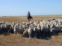 Îngrijirea oilor în perioada de pășune