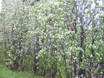 Ірга. Сорти, користь, посадка, догляд, розмноження. посадка