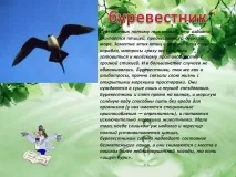 Буревестник