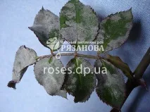 трояндах