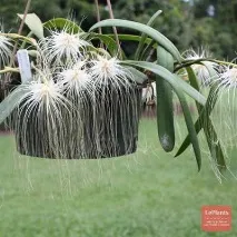 bulbophyllum