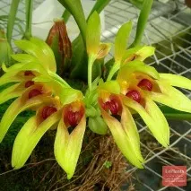 bulbophyllum