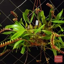 bulbophyllum