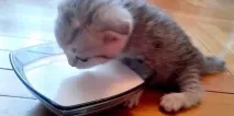 Чим годувати кошеня кошеня