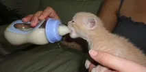 Чим годувати кошеня кошеня