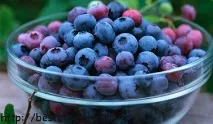 Чорниця в народній медицині - корисні властивості медицині